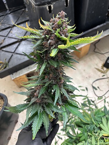 Growreport Bild 63