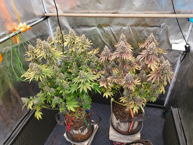 Growreport Bild 1