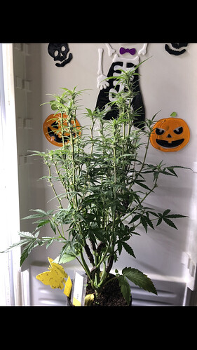Growreport Bild 60