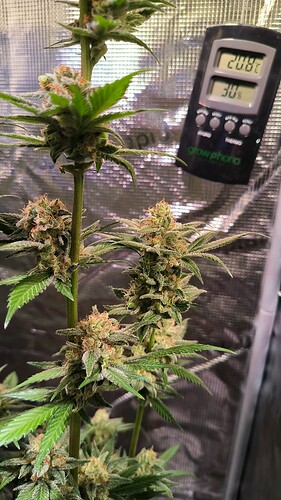 Growreport Bild 5