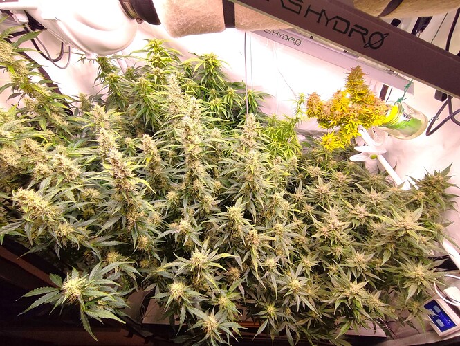 Growreport Bild 20