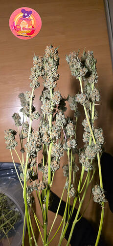 Growreport Bild 69