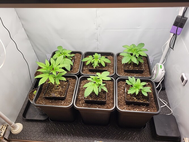 Growreport Bild 3