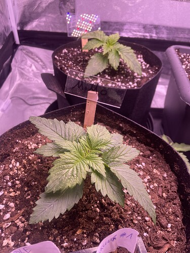 Growreport Bild 7