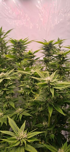 Growreport Bild 13