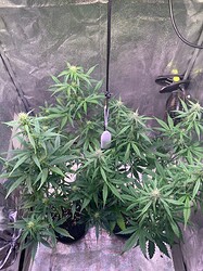 Growreport Bild 7