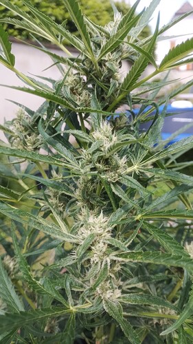 Growreport Bild 1