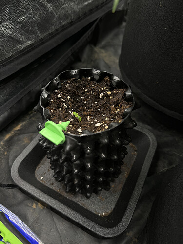 Growreport Bild 3