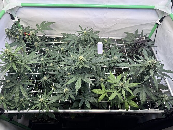 Growreport Bild 1
