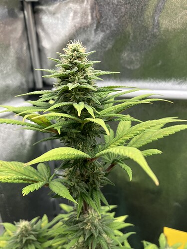 Growreport Bild 8