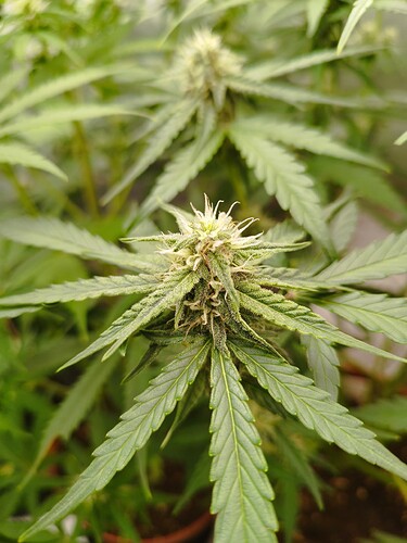 Nahaufnahme einer Cannabis-Pflanze in der Blütephase mit sichtbaren Blütenständen und Trichomen.
