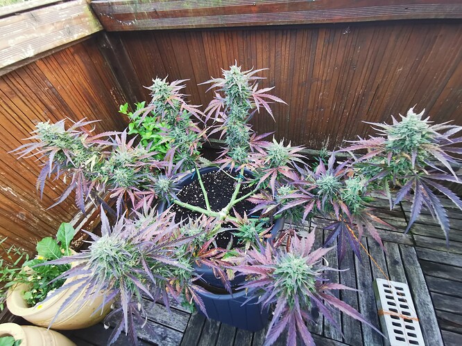 Growreport Bild 6
