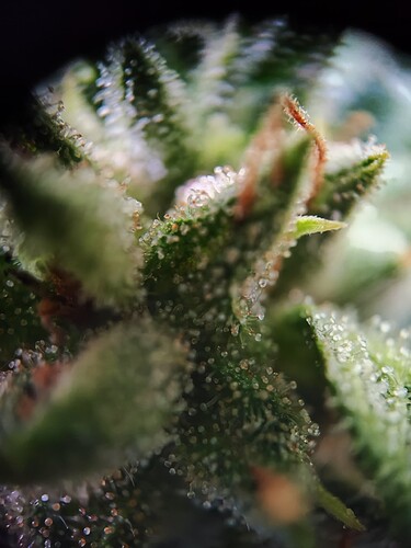 Growreport Bild 3
