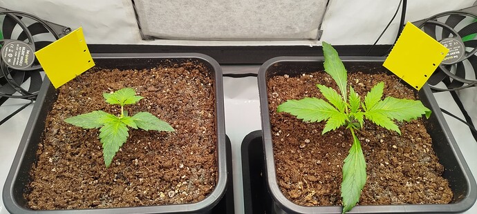 Growreport Bild 7