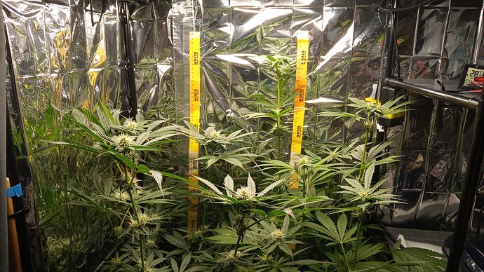 Growreport Bild 1