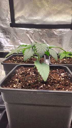 Growreport Bild 32