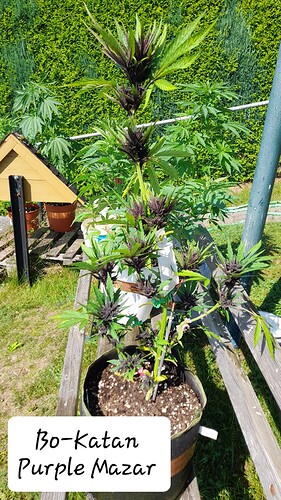 Growreport Bild 6