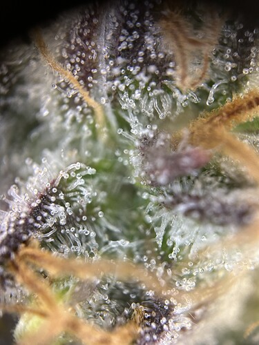 Growreport Bild 3
