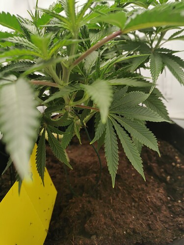 Growreport Bild 13