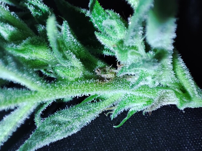 Growreport Bild 1