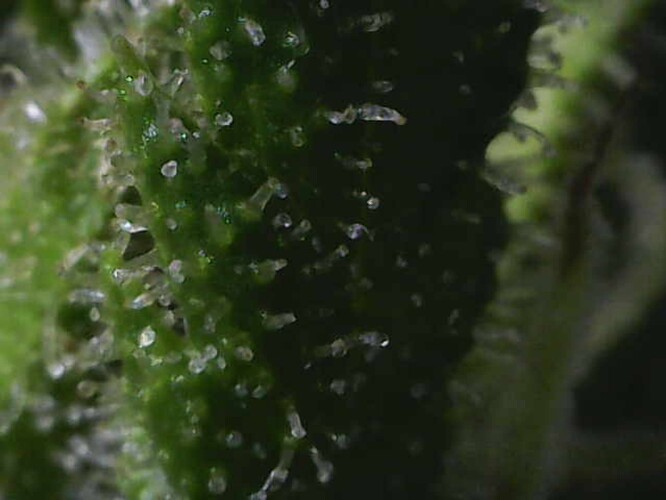 Growreport Bild 45