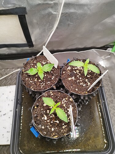 Growreport Bild 1