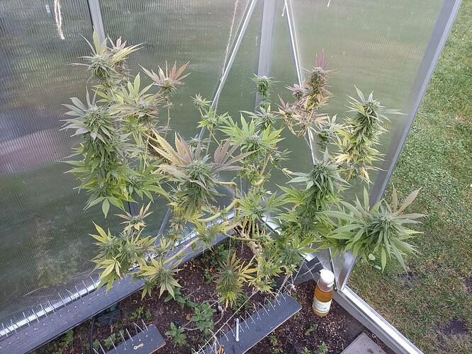 Growreport Bild 4