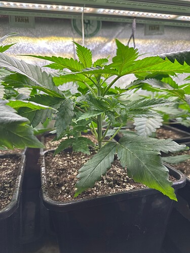 Growreport Bild 48