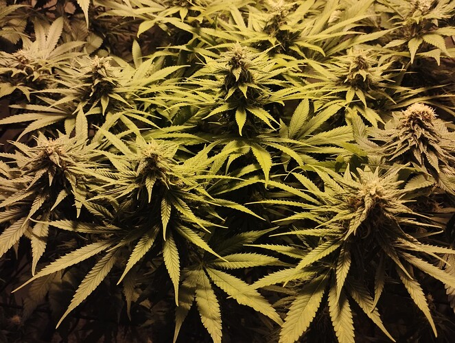 Growreport Bild 5