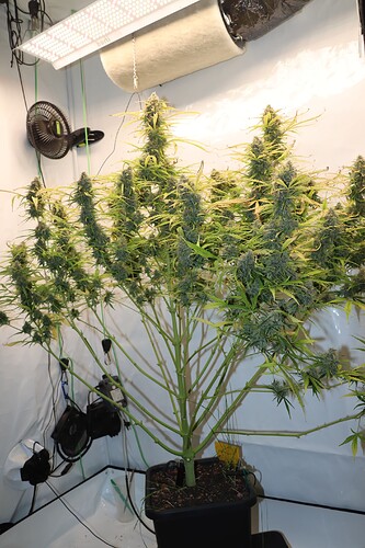 Growreport Bild 2
