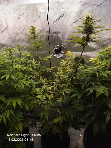 Drei Cannabis-Pflanzen in einer Growbox, von links nach rechts Maya, Emma und Alma, in der Blütephase.