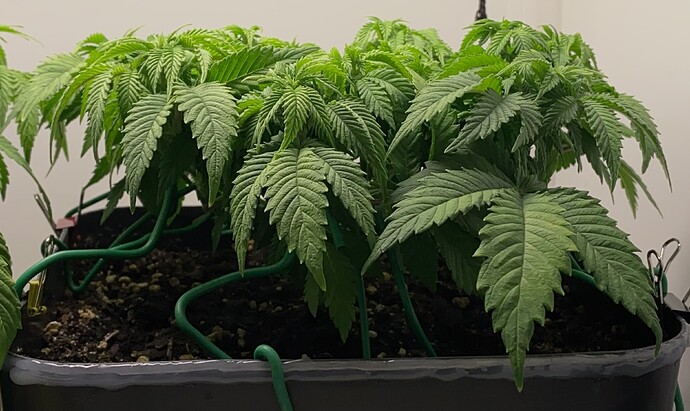 Growreport Bild 14