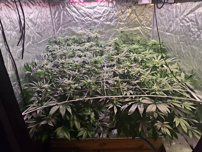 Growreport Bild 1