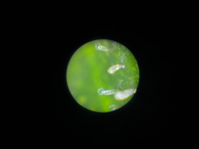 Growreport Bild 13
