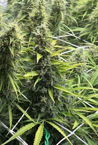 Growreport Bild 9