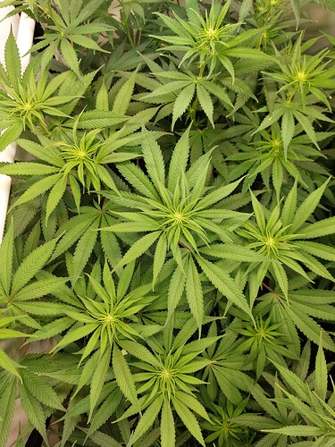 Growreport Bild 10