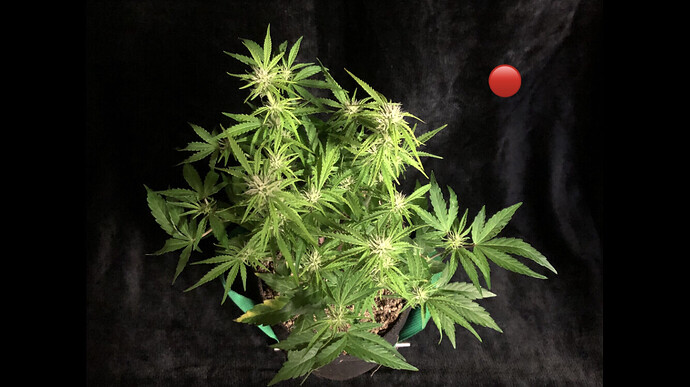Growreport Bild 3