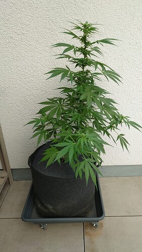 Growreport Bild 6