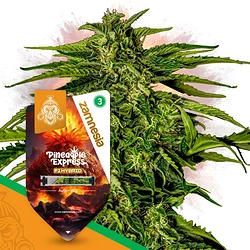 zamnesia-seeds-pineapple-express-f1-automatic