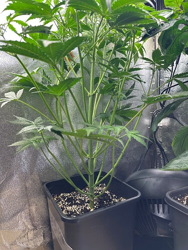 Growreport Bild 32