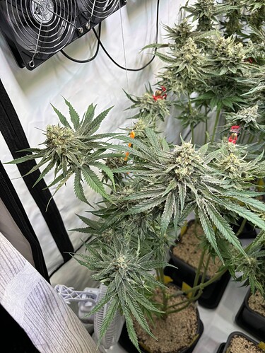 Growreport Bild 30