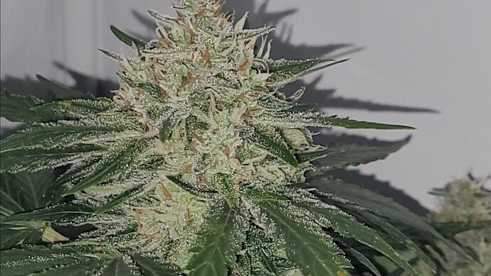 Screenshot_20240504_103031_Video Player