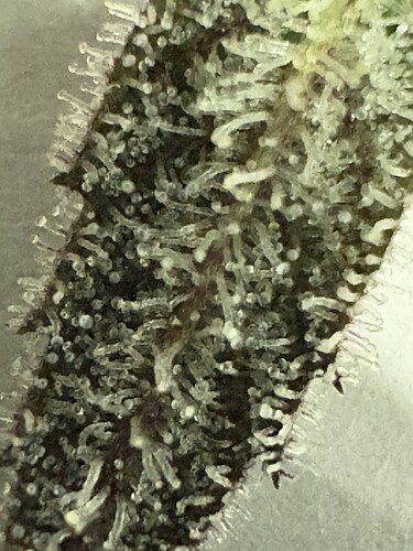 Growreport Bild 16