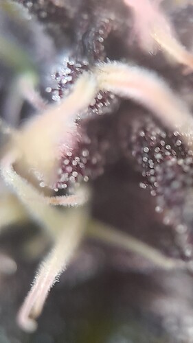 Growreport Bild 9