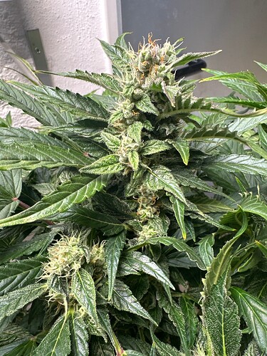 Growreport Bild 8