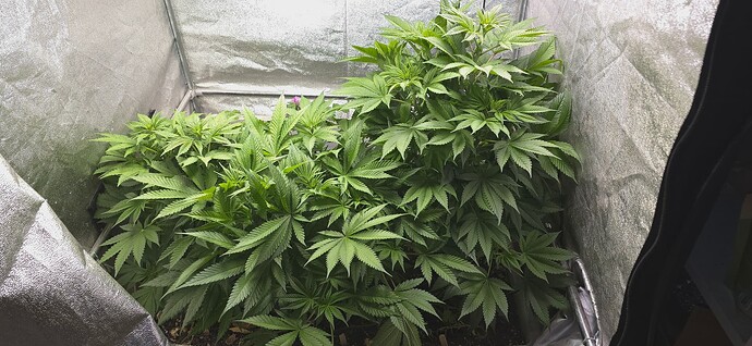 Growreport Bild 3