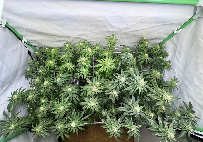 Growreport Bild 41
