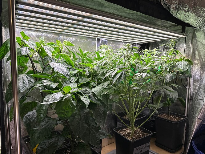 Growreport Bild 5