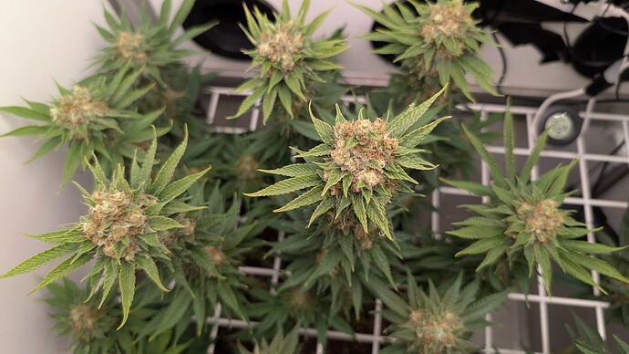 Growreport Bild 63