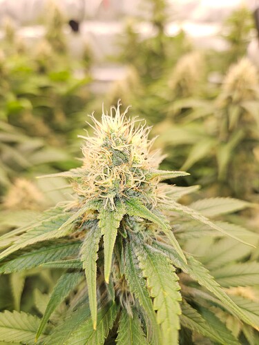 Growreport Bild 5